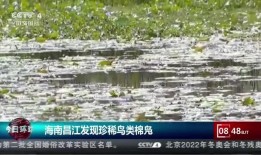 海南昌江爆料最新消息今天